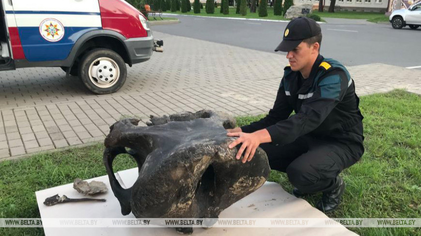 Пролежали более 20 тыс. лет. Научная версия о найденных в Ветковском районе останках мамонта