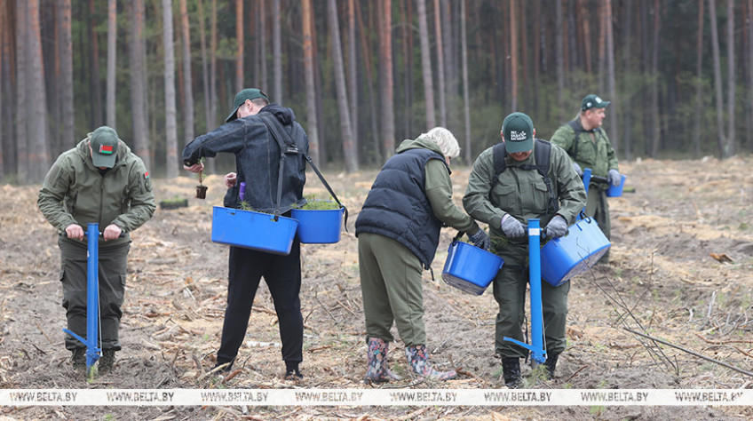 Задел для будущих поколений. Более 5 га молодого леса посадила команда Гомельского облисполкома