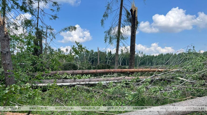 Более 3,2 тыс. куб.м древесины заготовили в Гомельской области с поврежденных стихией участков