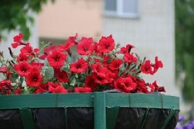 
  
 
 Фотофакт: Цветочный парад на улицах города
 