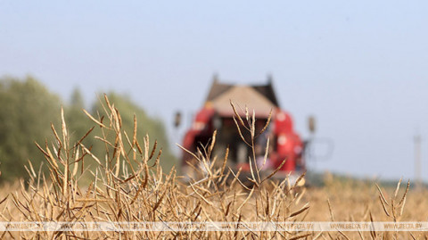 Winter rapeseed harvesting complete in Belarus