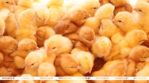 Lukashenko suggests building poultry breeding and genetics center