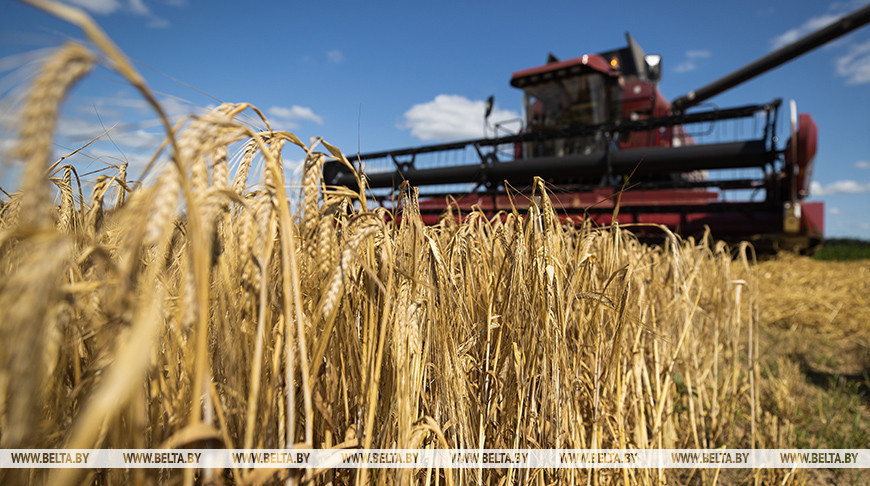 Belarus’ grain harvest reaches 7.8m tonnes