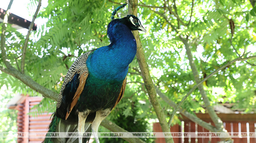 Family from Gomel District raises peacocks